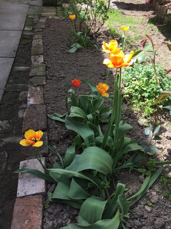 Crown Street Garden Studio Belgrad Zewnętrze zdjęcie